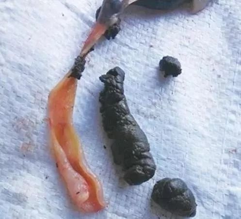 如何判斷龍魚飼料的質量？（如何判斷龍魚飼料的質量）