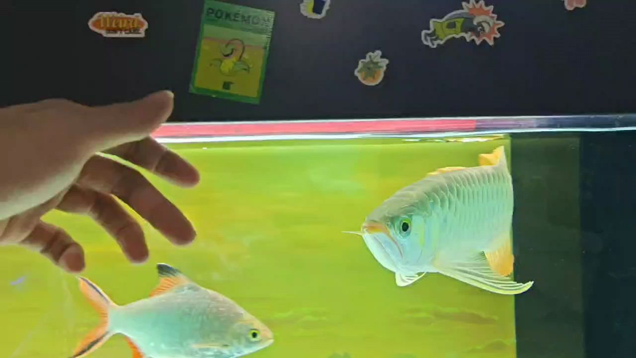 魚缸過濾器選購指南:自制魚缸過濾器魚缸上置過濾器對于養(yǎng)魚愛好者的必備知識 勾魂,把我夏天勾跑了 龍魚論壇 勾魂,把我夏天勾跑了 勾魂,把我夏天勾跑了 龍魚論壇