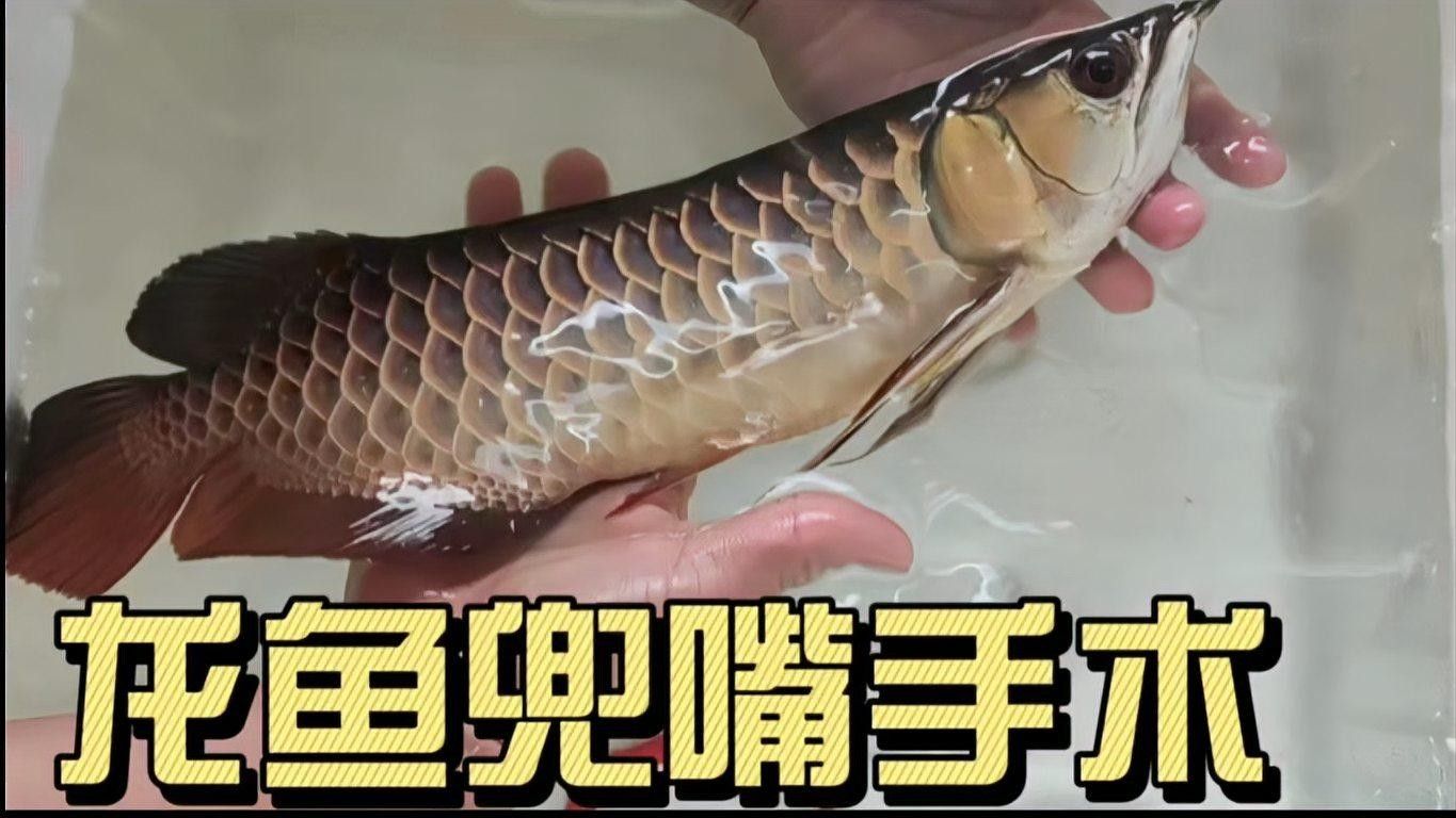 金龍魚手術后需要多久的恢復時間