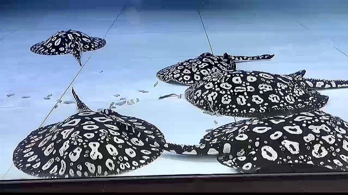一周的快樂，從周一開始。摸魚工作者（一周的快樂，從周一開始）