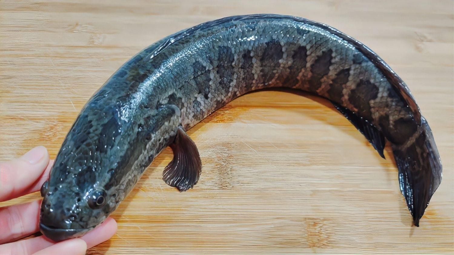 如何烹飪龍利魚和黑魚？（利魚和黑魚怎么做好吃？）