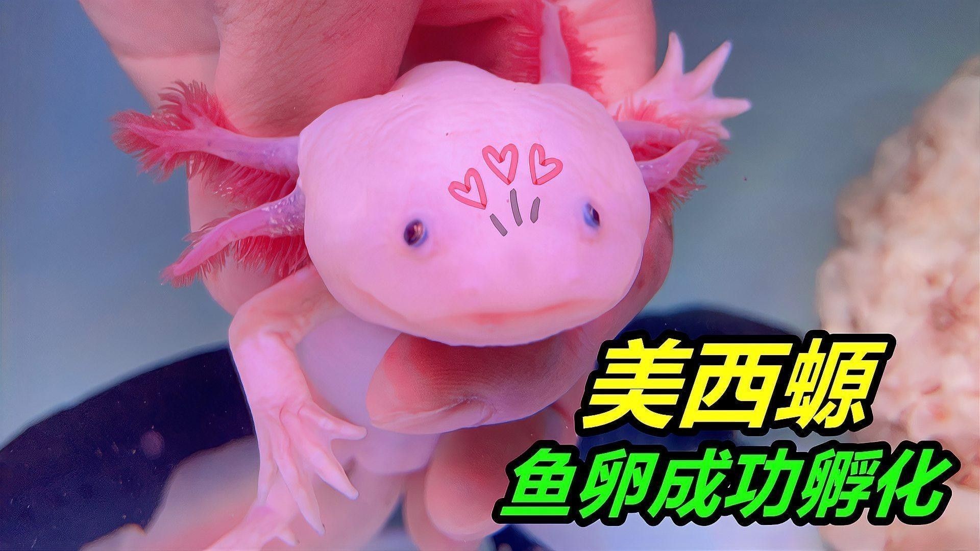 六角恐龍魚繁殖后如何照顧幼體