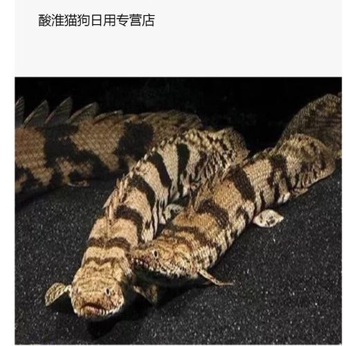 如何鑒別虎紋恐龍王的品質(zhì)（虎紋恐龍王品質(zhì)鑒別）