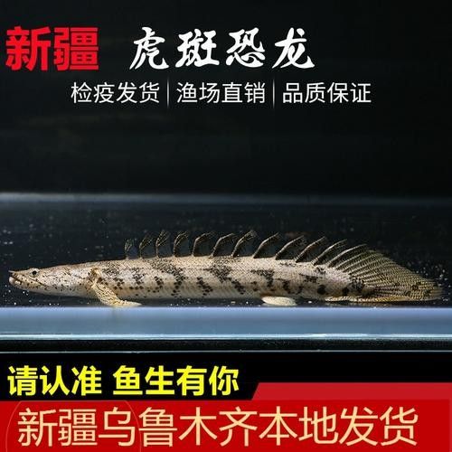 如何鑒別虎紋恐龍王的品質(zhì)（虎紋恐龍王品質(zhì)鑒別）