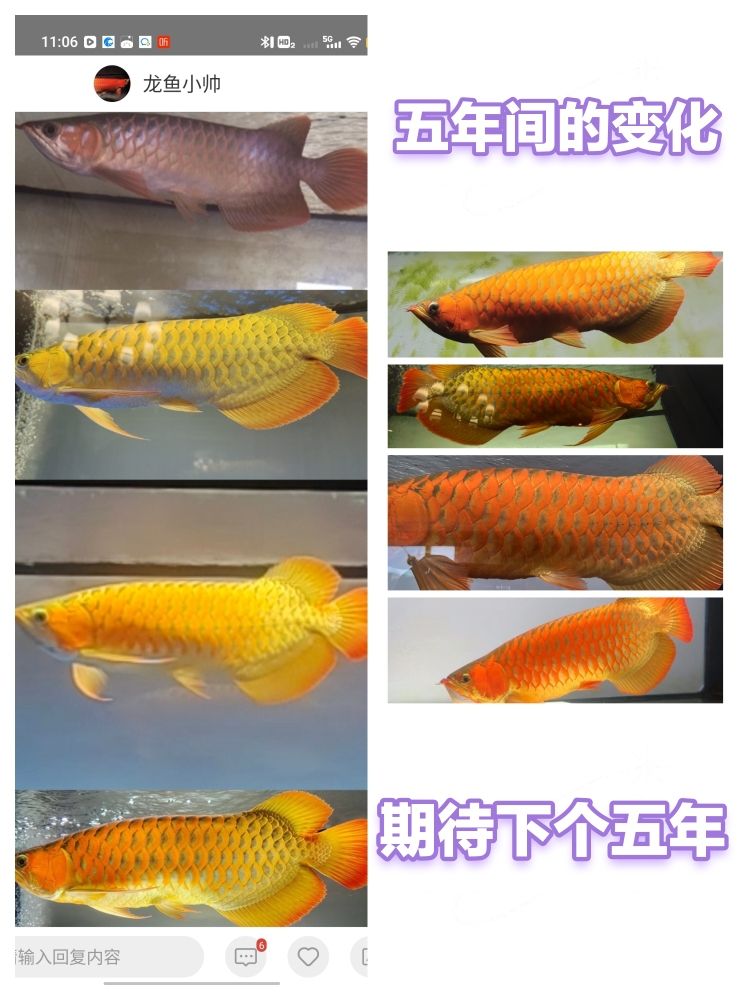 紅龍魚五年間的變化（紅龍魚五年間的變化趨勢）