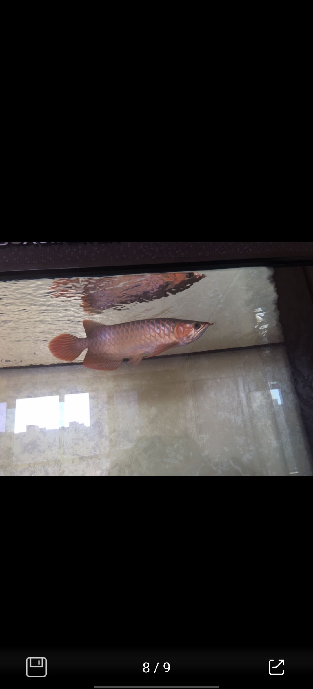 紅龍魚五年間的變化（紅龍魚五年間的變化趨勢）