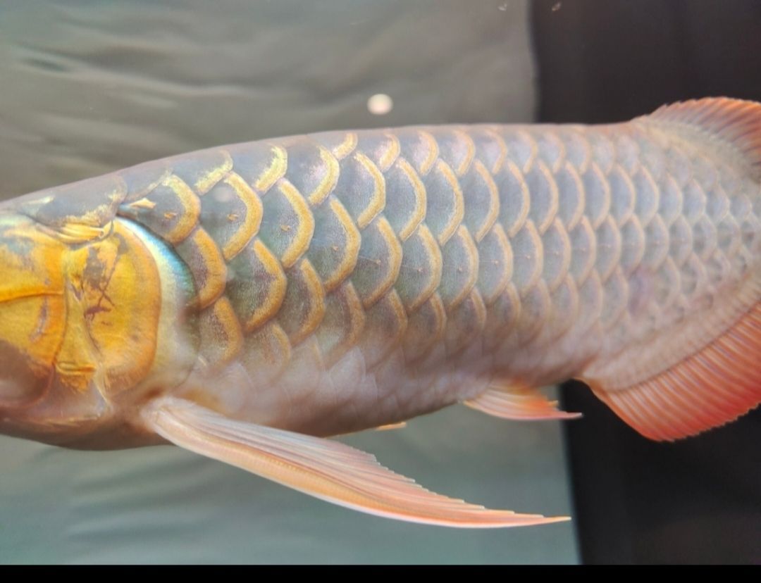 紅龍魚五年間的變化（紅龍魚五年間的變化趨勢）