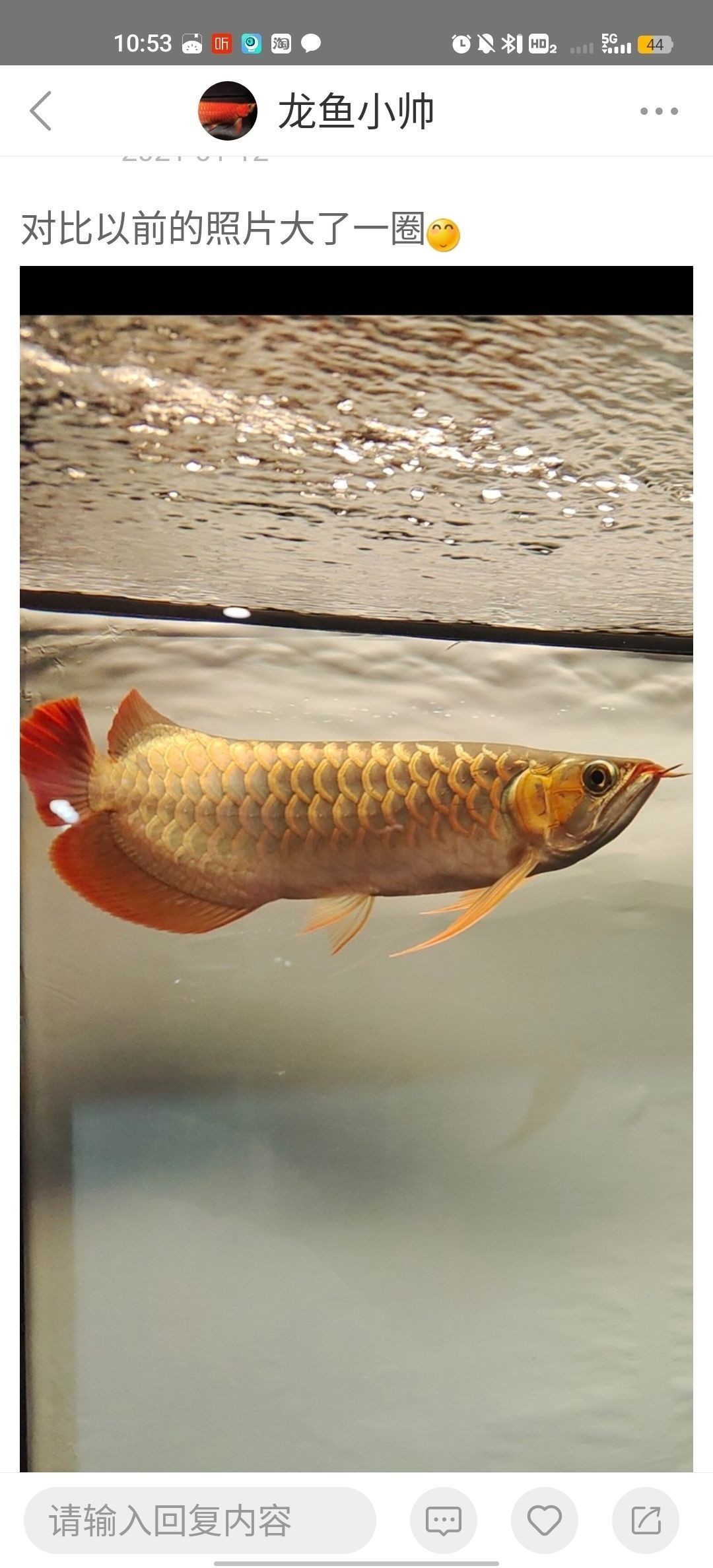紅龍魚五年間的變化（紅龍魚五年間的變化趨勢）