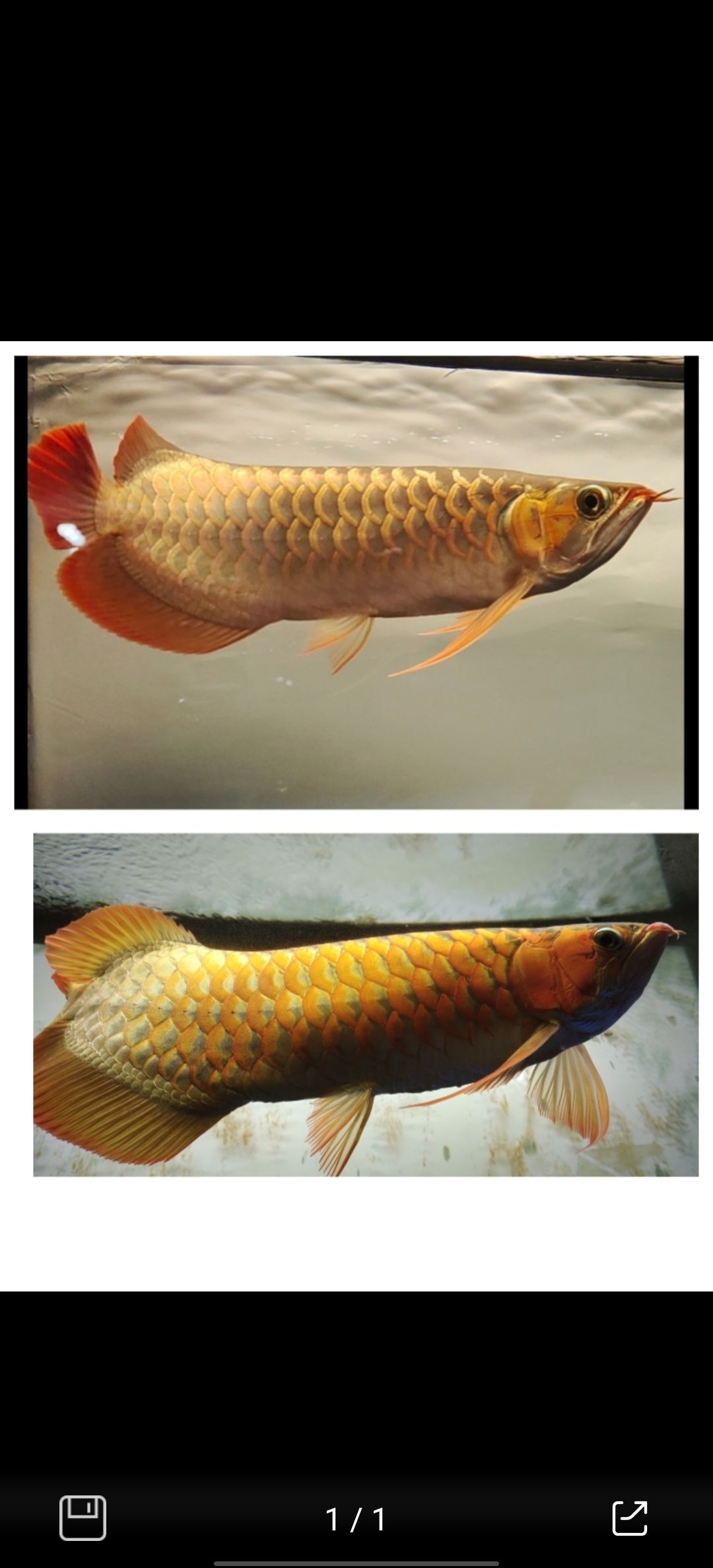 紅龍魚五年間的變化（紅龍魚五年間的變化趨勢）