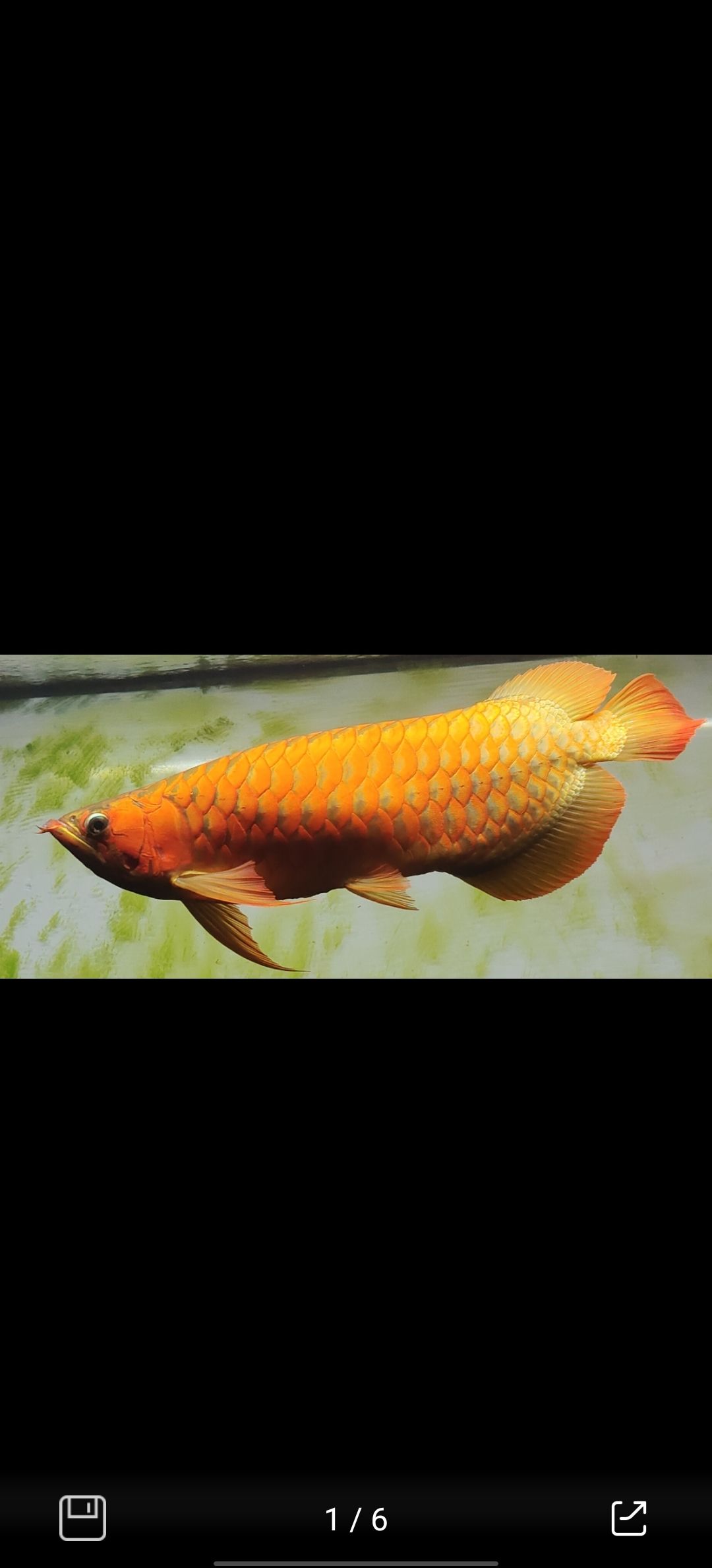 紅龍魚五年間的變化（紅龍魚五年間的變化趨勢）