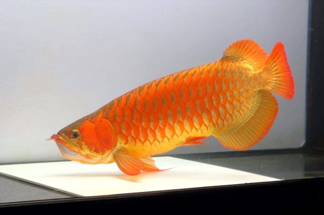 紅龍魚五年間的變化（紅龍魚五年間的變化趨勢）