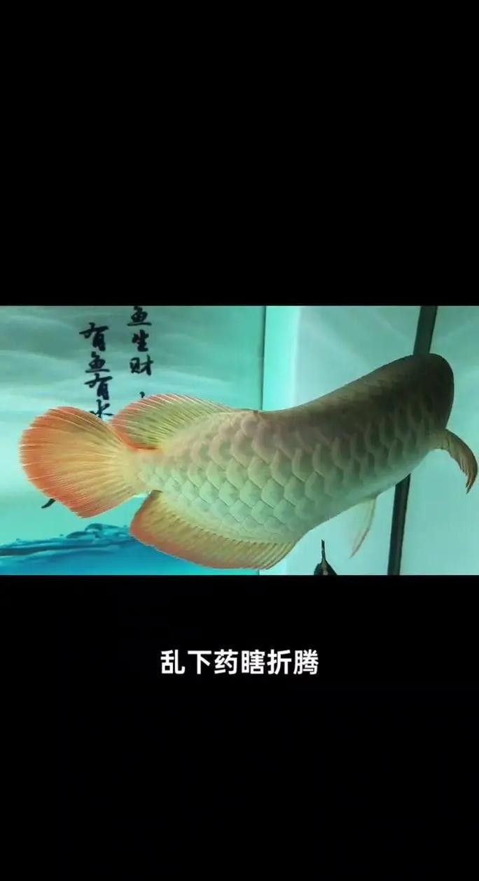 如何預防龍魚晚上撞缸（龍魚夜間撞缸怎么辦）