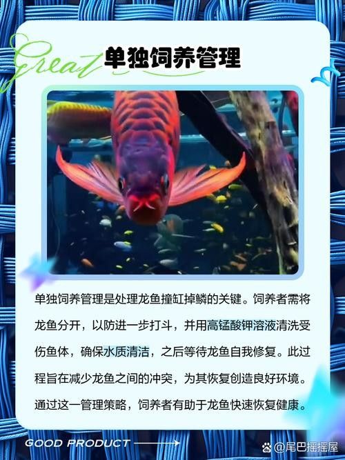 如何預防龍魚晚上撞缸（龍魚夜間撞缸怎么辦）