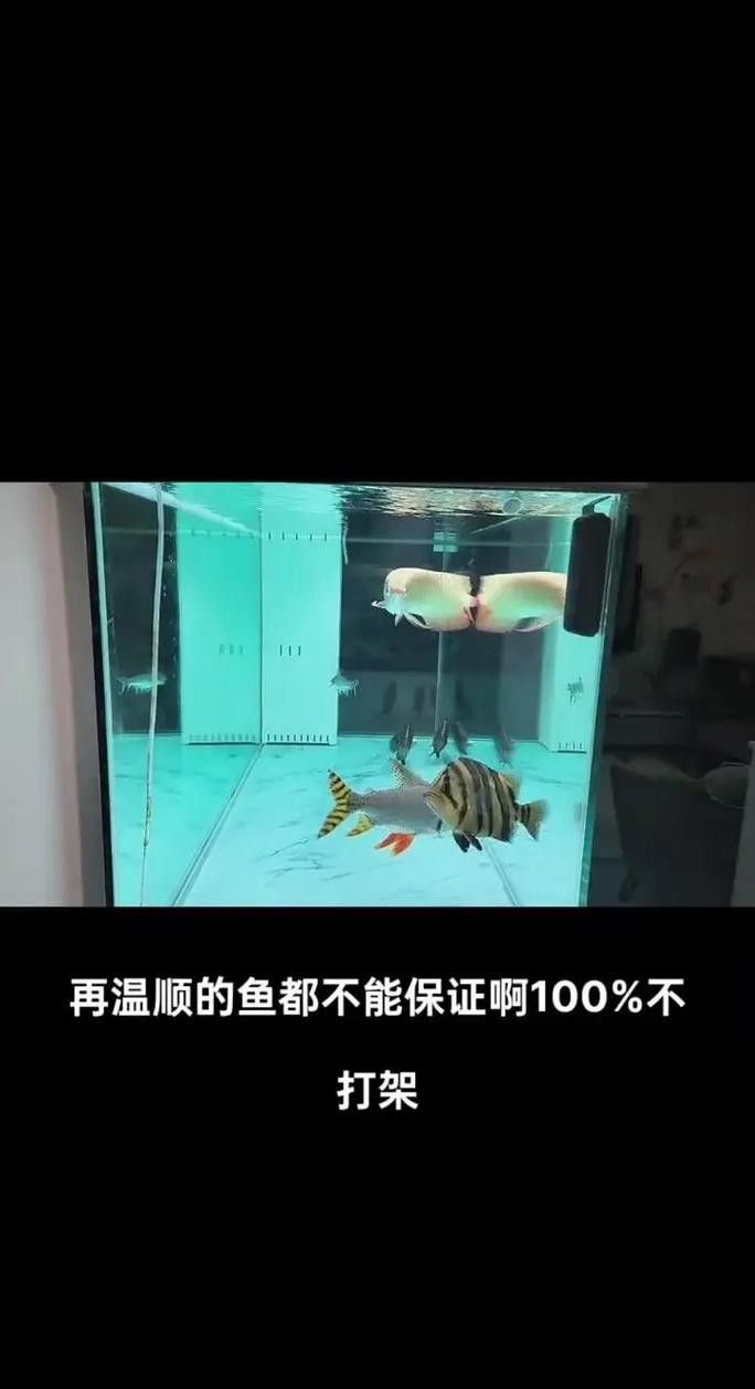 如何預防龍魚晚上撞缸（龍魚夜間撞缸怎么辦）