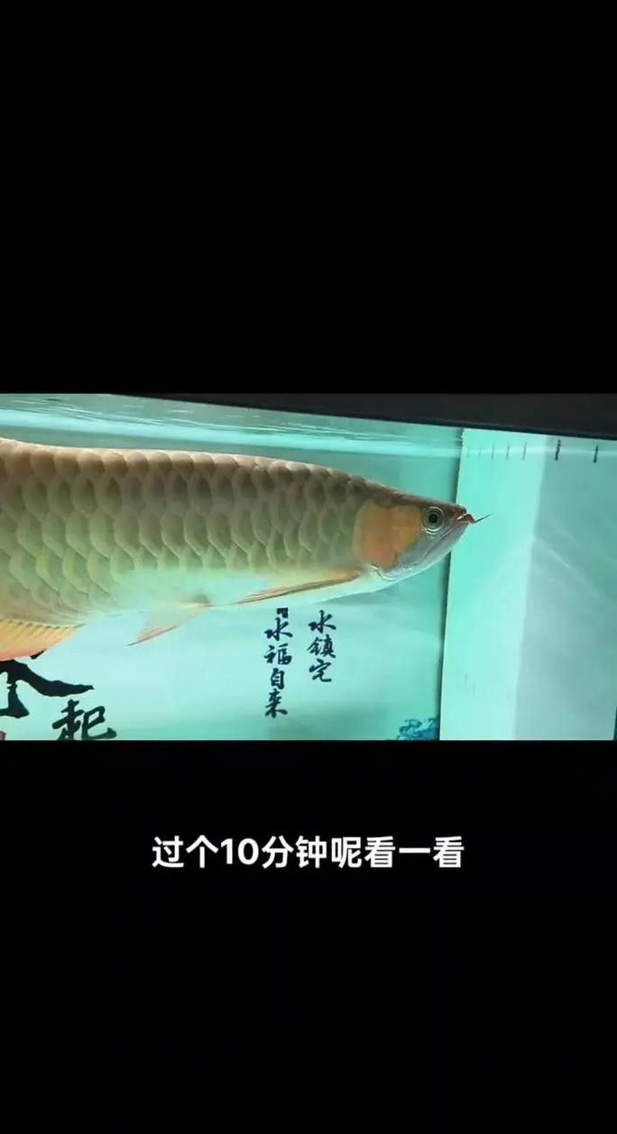 如何預防龍魚晚上撞缸（龍魚夜間撞缸怎么辦）