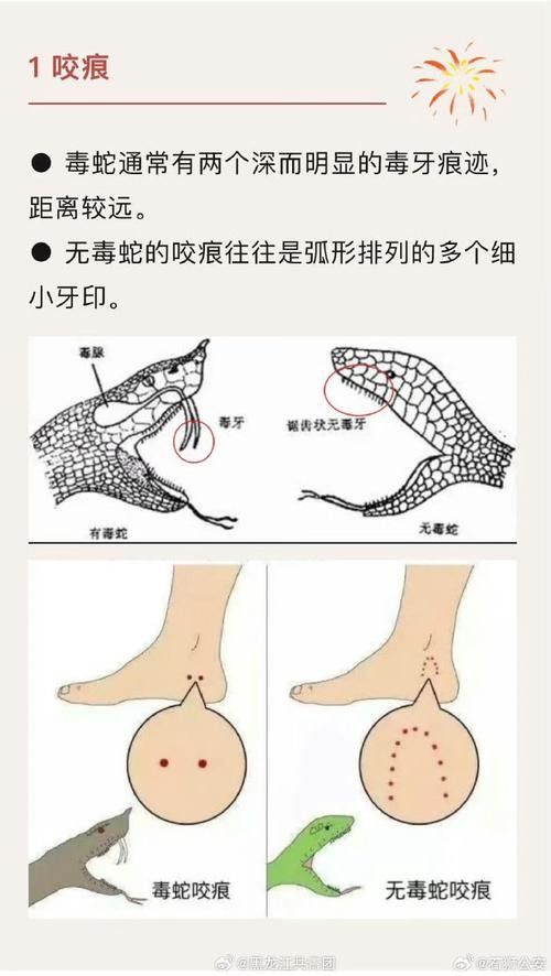 如何辨別口味蛇的真偽？（如何辨別口味蛇的真偽）