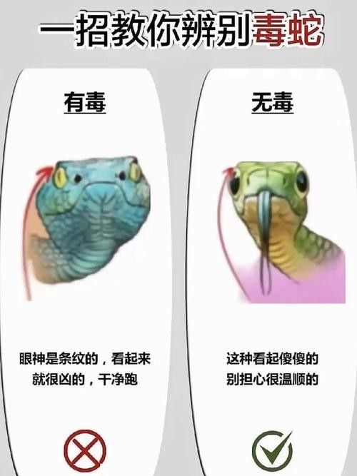 如何辨別口味蛇的真偽？（如何辨別口味蛇的真偽）