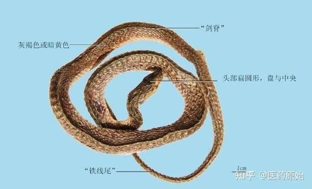 如何辨別口味蛇的真偽？（如何辨別口味蛇的真偽）