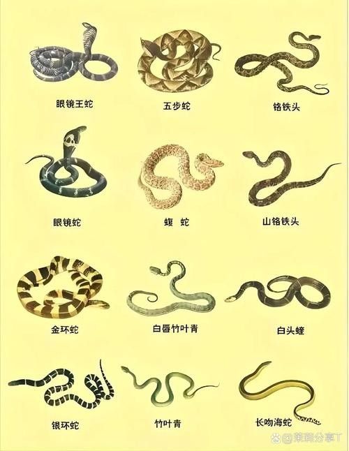如何辨別口味蛇的真偽？（如何辨別口味蛇的真偽）