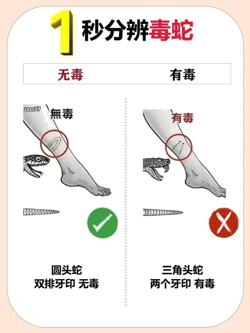 如何辨別口味蛇的真偽？（如何辨別口味蛇的真偽）