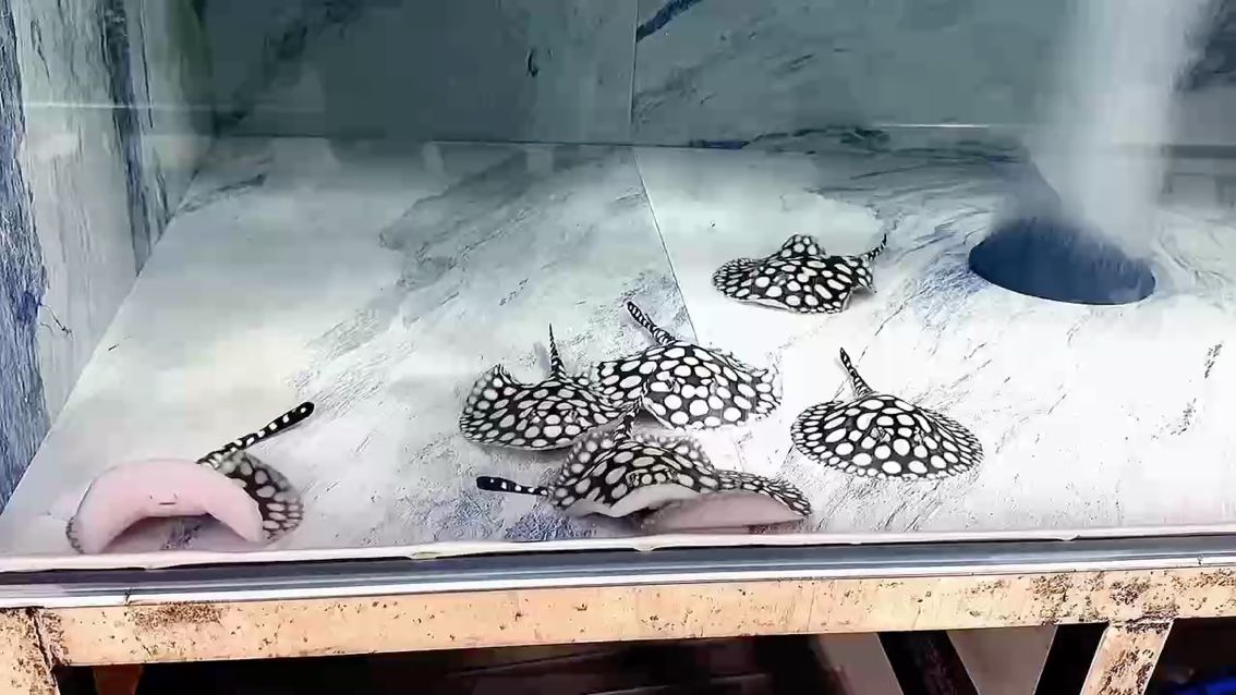 早安，新的一周，新的周一（新的一周，新的周一）