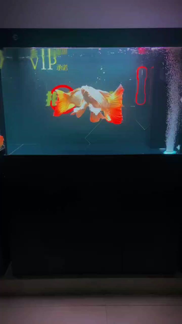 火焰尾（北京老寧評論：火焰尾是火山活動的一種特殊表現，蝴蝶鯉漂亮）