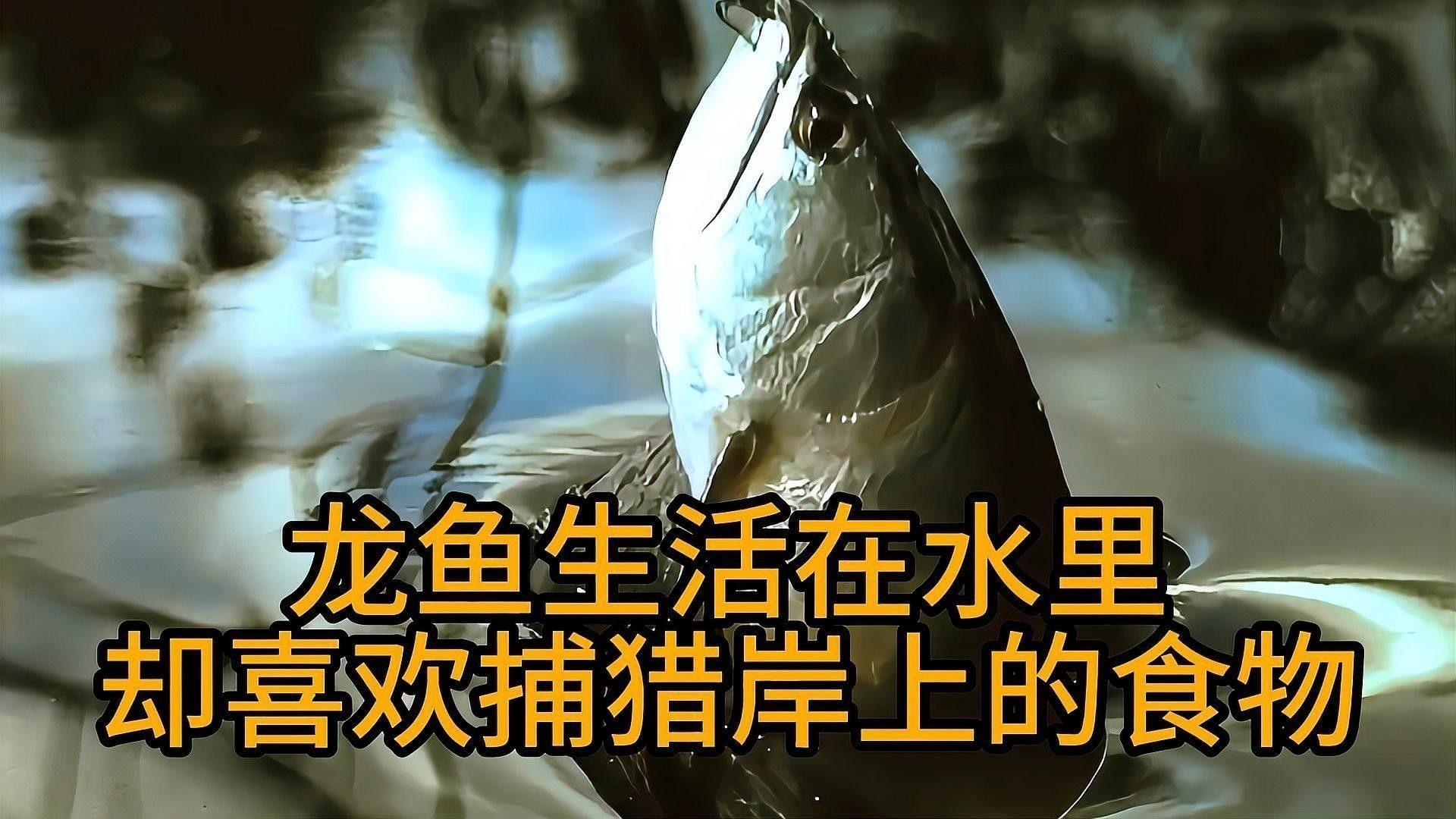 龍魚有哪些獨特的習性（龍魚的習性與養護技巧）