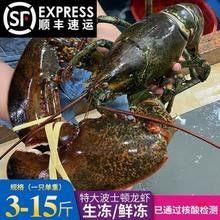 2026年澳龍價格預測（2026年春節澳龍價格預測）