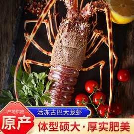 2026年澳龍價格預測（2026年春節澳龍價格預測）
