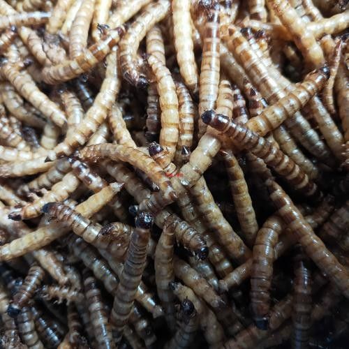 龍魚除了面包蟲干還能吃什么？（龍魚七大必吃食物營養搭配全解析龍魚喂養注意事項）