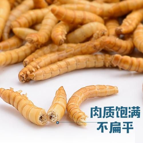 龍魚除了面包蟲干還能吃什么？（龍魚七大必吃食物營養搭配全解析龍魚喂養注意事項）