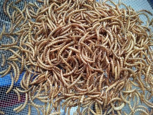 龍魚除了面包蟲干還能吃什么？（龍魚七大必吃食物營養搭配全解析龍魚喂養注意事項）