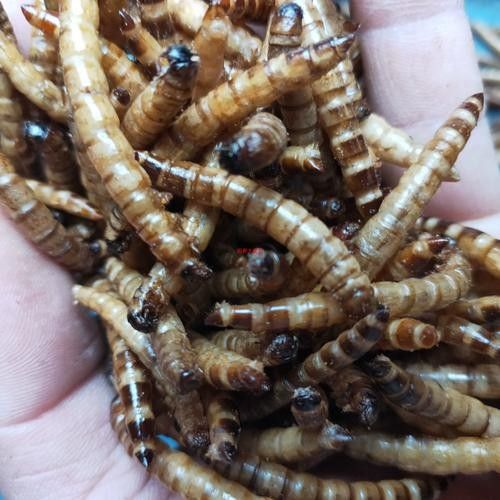 龍魚除了面包蟲干還能吃什么？（龍魚七大必吃食物營養搭配全解析龍魚喂養注意事項）