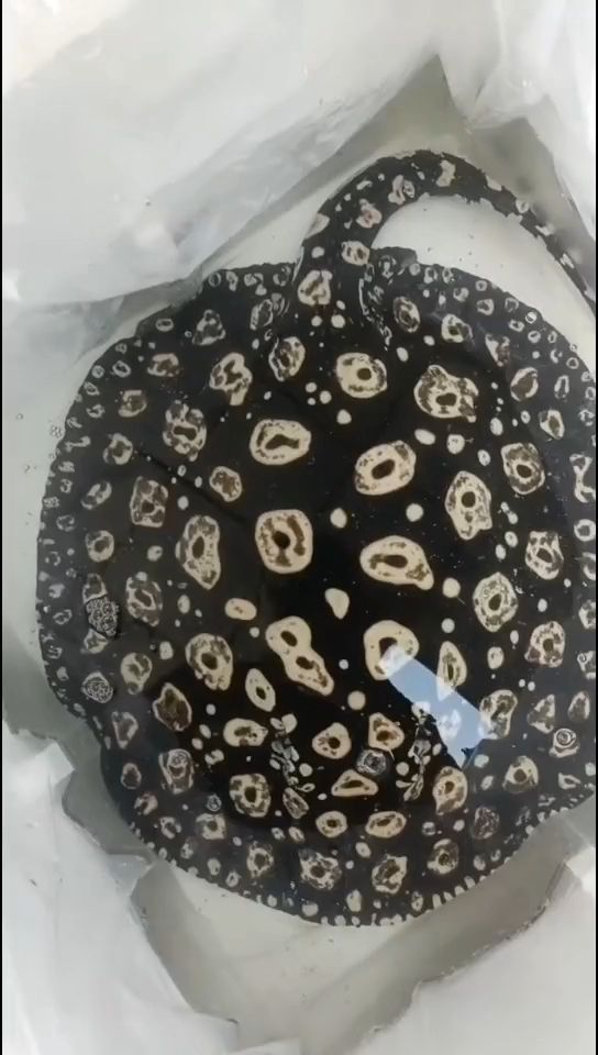 代胎母（代胎母是什么？）