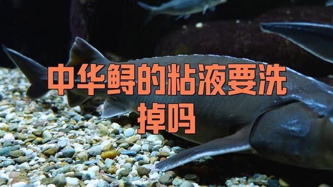 如何處理鱘龍魚的粘液和盔甲（鱘龍魚怎么處理干凈）