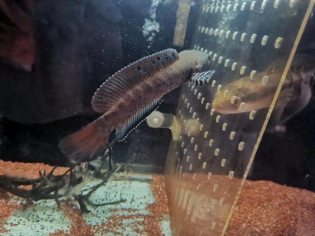 藍(lán)鉆雷龍魚的價格是多少（藍(lán)鉆雷龍魚價格跨度較大藍(lán)鉆雷龍魚價格跨度較大）