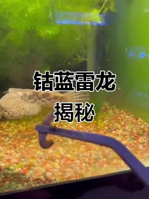 藍(lán)鉆雷龍魚的價格是多少（藍(lán)鉆雷龍魚價格跨度較大藍(lán)鉆雷龍魚價格跨度較大）