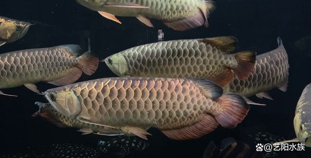 如何增強龍魚的免疫力（如何增強龍魚的免疫力，龍魚的飼養方法大全）