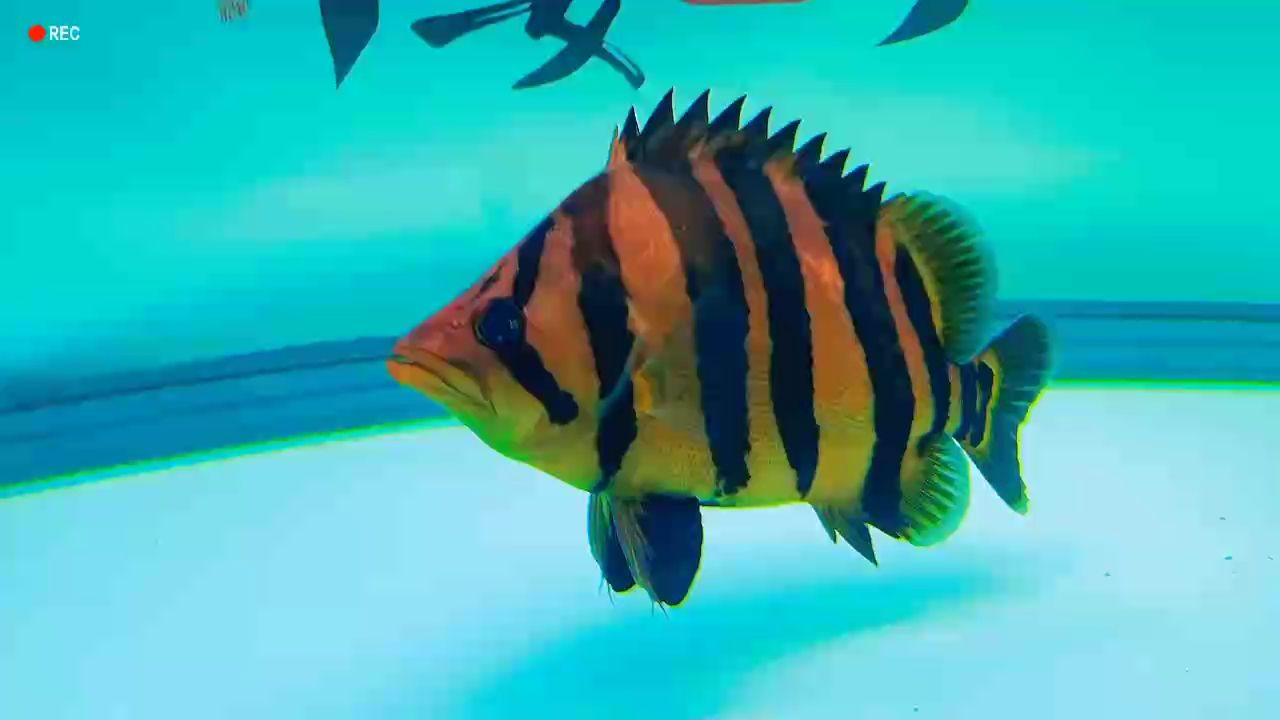 魚缸方寸間，恰似人生海海。不必慌張，游好自己的方向。
