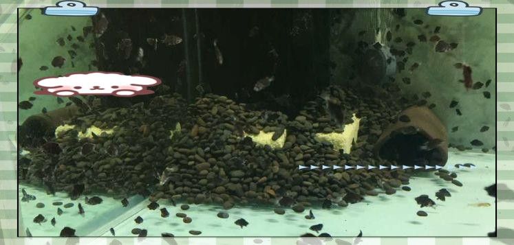 蝙蝠鯧魚和虎魚繁殖期如何處理？（如何有效管理蝙蝠鯧魚和虎魚的繁殖期） 蝙蝠鯧魚和虎魚繁殖期如何處理？（如何有效管理蝙蝠鯧魚和虎魚的繁殖期） 龍魚百科 第3張