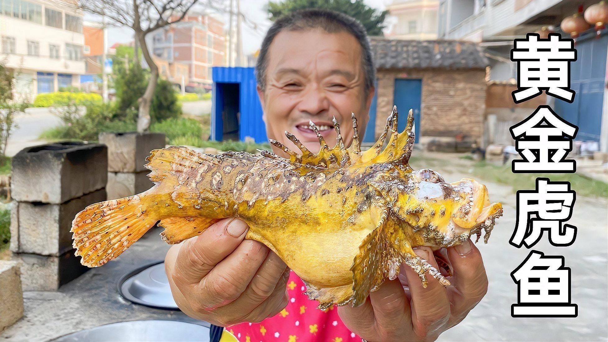 蝙蝠鯧魚和虎魚繁殖期如何處理？（如何有效管理蝙蝠鯧魚和虎魚的繁殖期） 蝙蝠鯧魚和虎魚繁殖期如何處理？（如何有效管理蝙蝠鯧魚和虎魚的繁殖期） 龍魚百科 第2張
