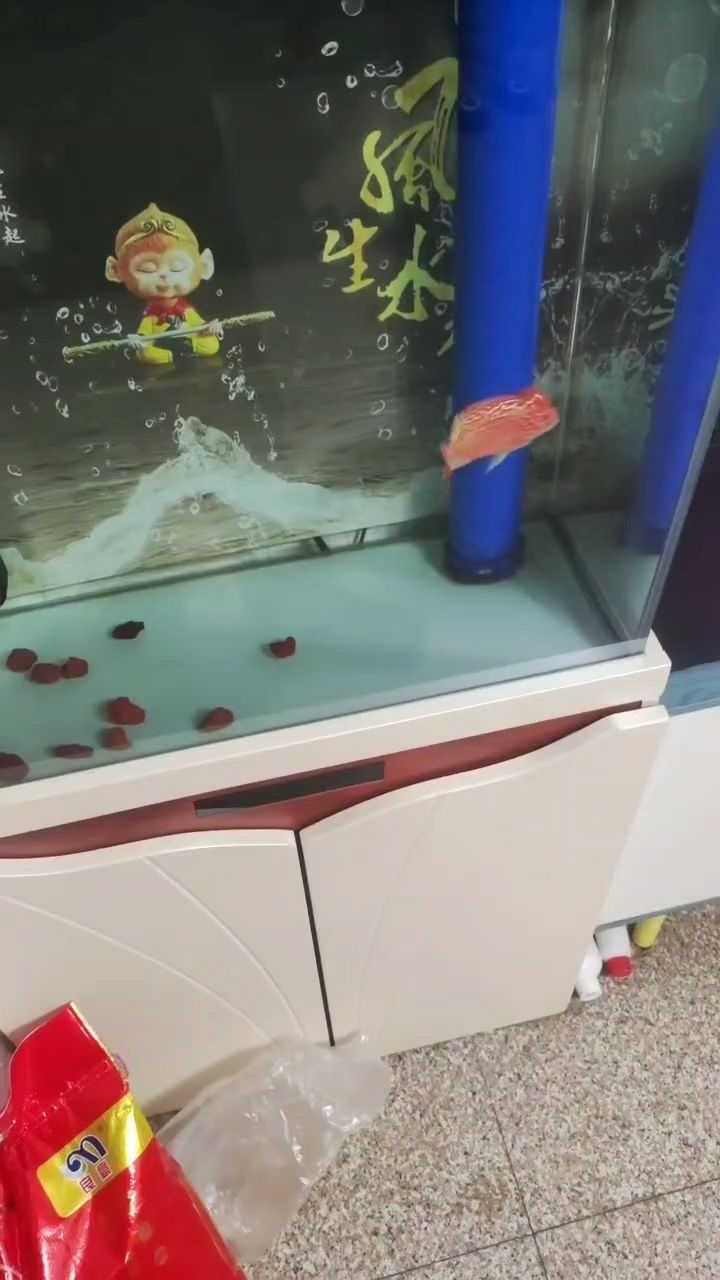 新魚入缸（新魚入缸前的準(zhǔn)備）