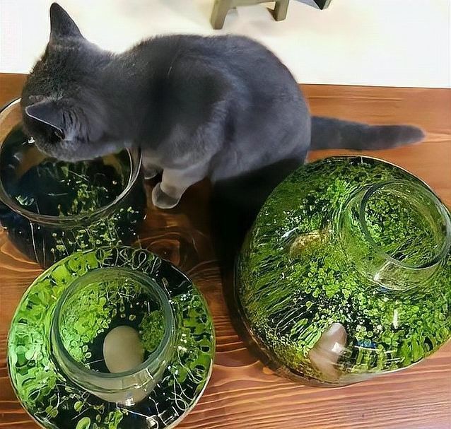 推薦一些與招財(cái)貓魚(yú)混養(yǎng)的植物