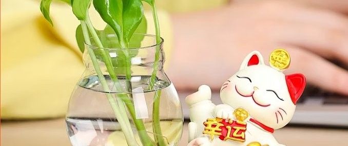 推薦一些與招財(cái)貓魚(yú)混養(yǎng)的植物