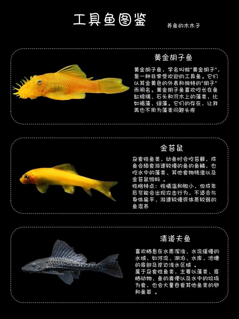 如何鑒別龍魚(yú)品質(zhì)（如何挑選一條品質(zhì)優(yōu)質(zhì)的龍魚(yú)）