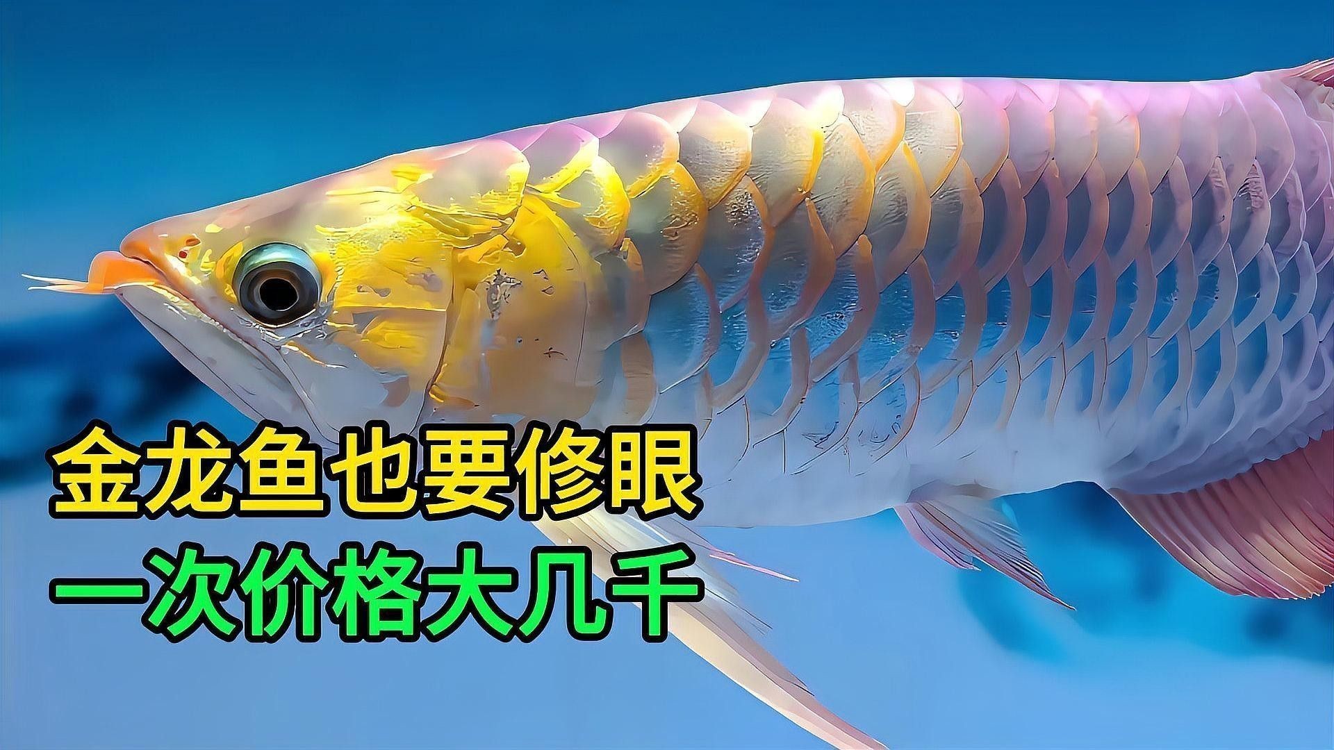 金龍魚鉆石眼如何治療？（龍魚鉆石眼怎么辦）