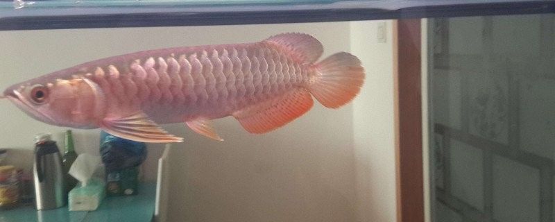 金龍魚鉆石眼如何治療？（龍魚鉆石眼怎么辦）