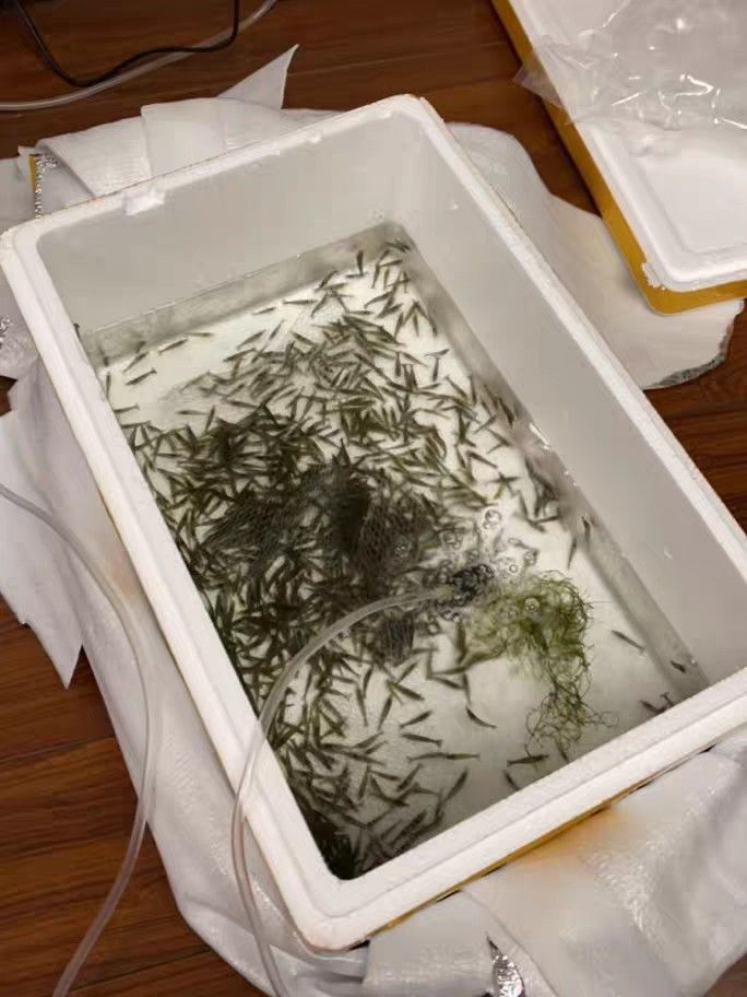 黑殼蝦除藻蝦順豐快遞包郵現(xiàn)貨發(fā)（昆weixin001評論：黑殼蝦除藻蝦順豐快遞包郵）