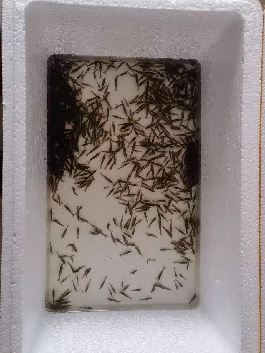 黑殼蝦除藻蝦順豐快遞包郵現(xiàn)貨發(fā)（昆weixin001評論：黑殼蝦除藻蝦順豐快遞包郵）