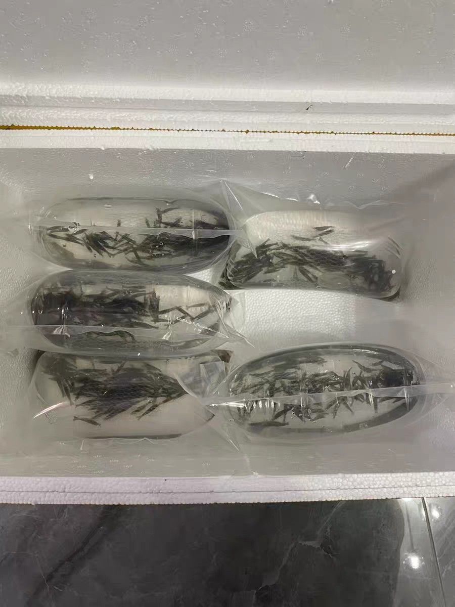 黑殼蝦除藻蝦順豐快遞包郵現(xiàn)貨發(fā)（昆weixin001評論：黑殼蝦除藻蝦順豐快遞包郵）